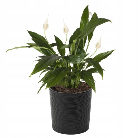 Donica MALWA 300 dłuto - czarny