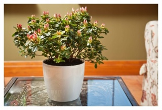 LA204 Osłonka-Doniczka MAGNOLIA 210mm /kremowy