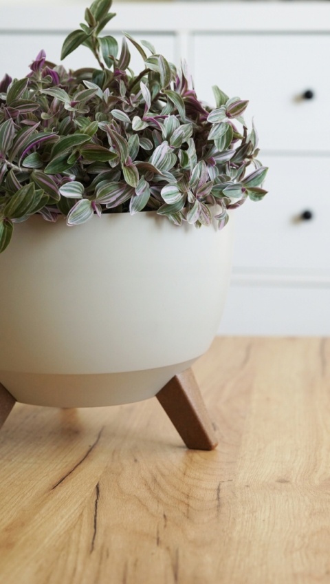 Misa ROMA 240 - kremowy LA797-74