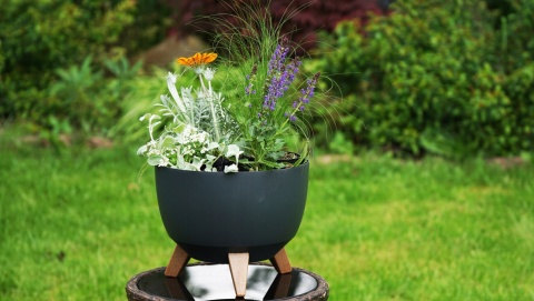 Misa ROMA 240 - kremowy LA797-74