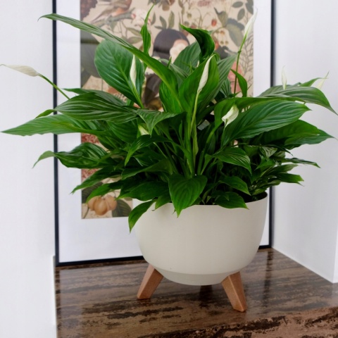 Misa ROMA 290 - czarny LA880-04