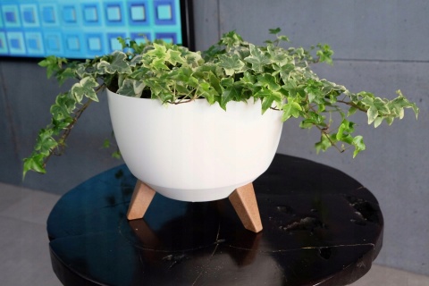 Misa ROMA ECO 290 - naturalne drewno LA920-38