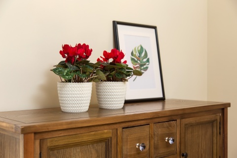 OSŁONKA MAGNOLIA JERSEY 26CM BORDO