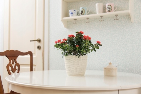 OSŁONKA MAGNOLIA JERSEY 26CM BORDO