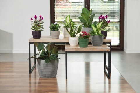 OSŁONKA MAGNOLIA JERSEY 26CM BORDO