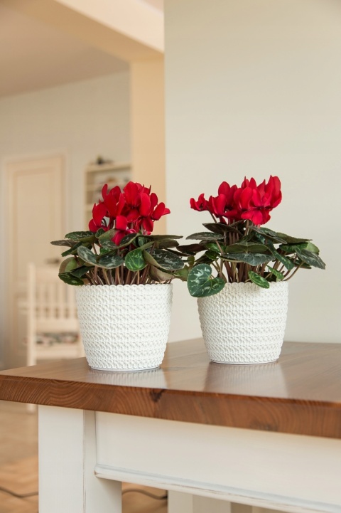 Osłonka MAGNOLIA JERSEY 220 - szary 77346