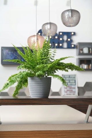 Osłonka MAGNOLIA JERSEY 300mm szary 27