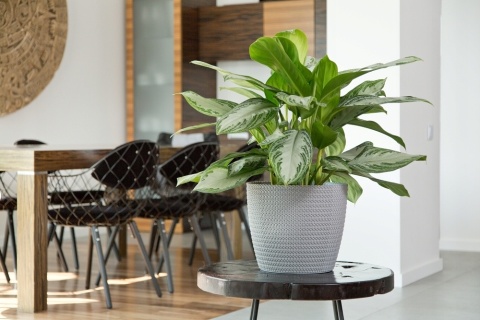 Osłonka MAGNOLIA JERSEY 300mm szary 27