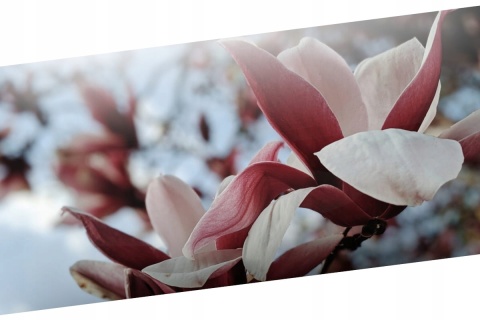 BOLSIUS TRUE SCENTS PŁATKI ZAPACHOWE MAGNOLIA