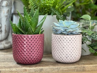 DONICA - JASNY RÓŻ