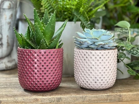 DONICA - JASNY RÓŻ