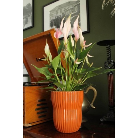 DONICA - MUSZTARDOWA CIEMNA