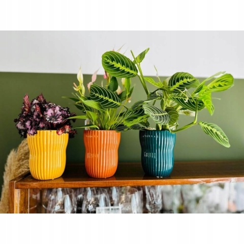 DONICA - MUSZTARDOWA CIEMNA