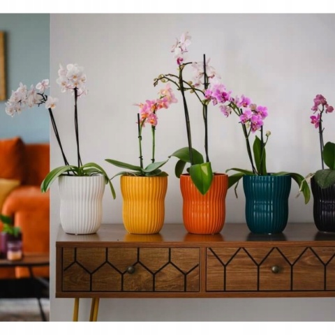 DONICA - MUSZTARDOWA CIEMNA