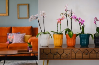 DONICA - TURKUSOWA CIEMNA