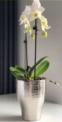 Doniczka grawer silver