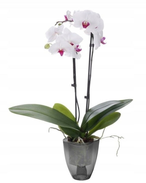 OSŁONKA STORCZYK 12cm 5025 GRAFIT