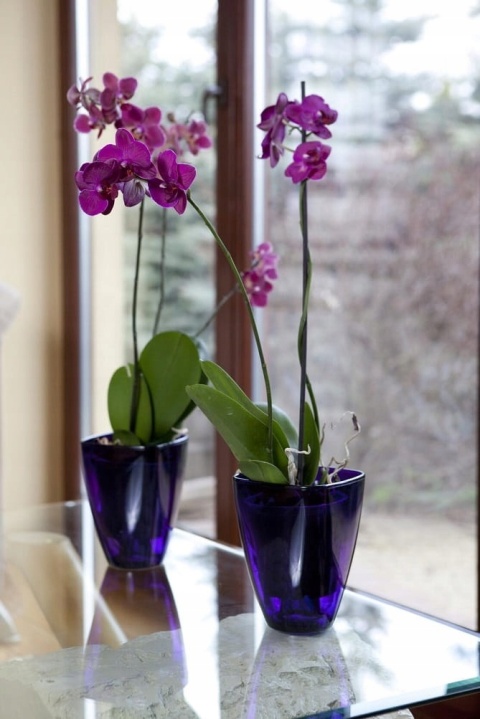 OSŁONKA STORCZYK 12cm 5025 ŻÓŁTA