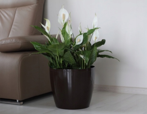 Osłonka-doniczka MAGNOLIA 120 - czerwony