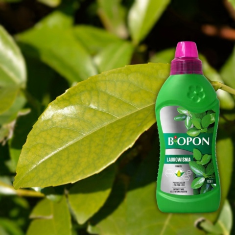 BOPON - NAWÓZ DO LAUROWIŚNI PŁYN 0,5L BOPON - NAWÓZ DO LAUROWIŚNI PŁYN 0,5L