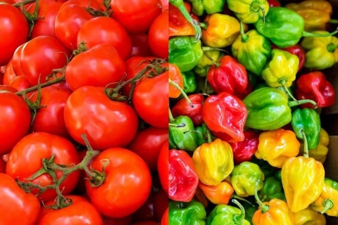 NAWÓZ FLOROVIT DO POMIDORÓW, PAPRYKI 1kg KARTON (12) NAWÓZ FLOROVIT DO POMIDORÓW, PAPRYKI 1kg KARTON (12)