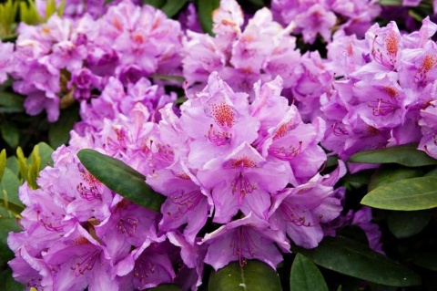 NAWÓZ FLOROVIT DO RODODENDRONÓW 1kg KARTON (12) NAWÓZ FLOROVIT DO RODODENDRONÓW 1kg KARTON (12)