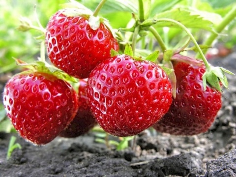 NAWÓZ FLOROVIT DO TRUSKAWEK 1kg KARTON (12)