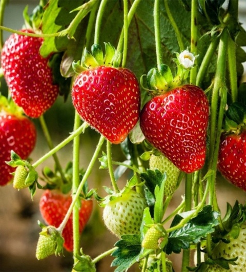 NAWÓZ FLOROVIT DO TRUSKAWEK 1kg KARTON (12)
