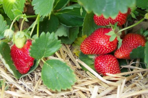 NAWÓZ FLOROVIT DO TRUSKAWEK 1kg KARTON (12)