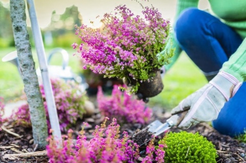 NAWÓZ FRUKTOVIT DO RODODENDRONÓW 1,2 KG HORTENSJI I INNYCH KWAŚNOLUBNYCH KARTON