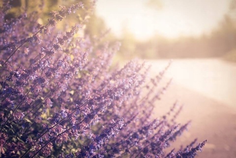NAWÓZ FRUKTOVIT DO RODODENDRONÓW 1,2 KG HORTENSJI I INNYCH KWAŚNOLUBNYCH KARTON