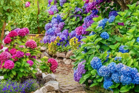 NAWÓZ FRUKTOVIT DO RODODENDRONÓW 5kg HORTENSJI I INNYCH KWAŚNOLUBNYCH (170)* NAWÓZ FRUKTOVIT DO RODODENDRONÓW 5kg HORTENSJI I INNYCH KWAŚNOLUBNYCH (170)*