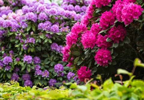 NAWÓZ FRUKTOVIT DO RODODENDRONÓW 5kg HORTENSJI I INNYCH KWAŚNOLUBNYCH (170)* NAWÓZ FRUKTOVIT DO RODODENDRONÓW 5kg HORTENSJI I INNYCH KWAŚNOLUBNYCH (170)*