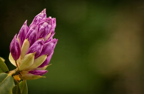 NAWÓZ FRUKTOVIT DO RODODENDRONÓW 5kg HORTENSJI I INNYCH KWAŚNOLUBNYCH (170)* NAWÓZ FRUKTOVIT DO RODODENDRONÓW 5kg HORTENSJI I INNYCH KWAŚNOLUBNYCH (170)*