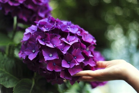 NAWÓZ FRUKTOVIT DO RODODENDRONÓW 5kg HORTENSJI I INNYCH KWAŚNOLUBNYCH (170)* NAWÓZ FRUKTOVIT DO RODODENDRONÓW 5kg HORTENSJI I INNYCH KWAŚNOLUBNYCH (170)*