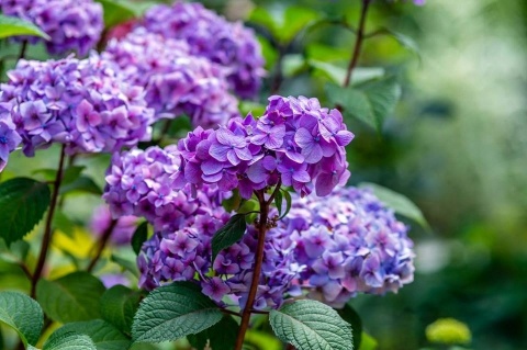 NAWÓZ FRUKTOVIT DO RODODENDRONÓW 5kg HORTENSJI I INNYCH KWAŚNOLUBNYCH (170)* NAWÓZ FRUKTOVIT DO RODODENDRONÓW 5kg HORTENSJI I INNYCH KWAŚNOLUBNYCH (170)*