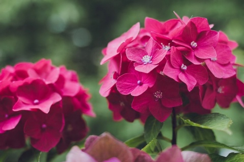 NAWÓZ FRUKTOVIT DO RODODENDRONÓW 5kg HORTENSJI I INNYCH KWAŚNOLUBNYCH (170)* NAWÓZ FRUKTOVIT DO RODODENDRONÓW 5kg HORTENSJI I INNYCH KWAŚNOLUBNYCH (170)*