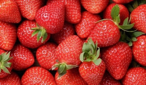 NAWÓZ FRUKTOVIT DO TRUSKAWEK 1,2kg I MALIN KARTON (4)* NAWÓZ FRUKTOVIT DO TRUSKAWEK 1,2kg I MALIN KARTON (4)*