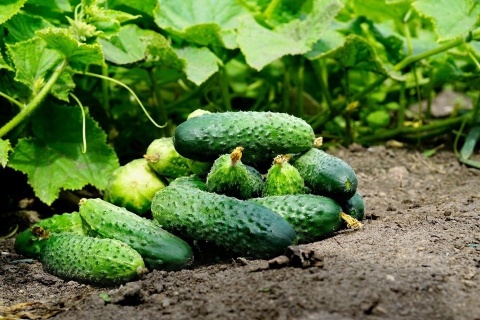 NAWÓZ SUBSTRAL DO RÓŻ I KWIATÓW 1KG 100 DNI NAWÓZ SUBSTRAL DO RÓŻ I KWIATÓW 1KG 100 DNI