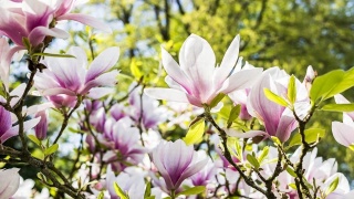 NAWÓZ "TARGET" DO MAGNOLII 1kg (7)