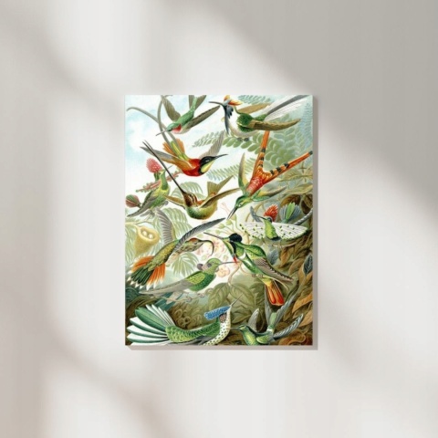 Plakat Rajskie ptaki 60x84, aut. E. Haeckel A1
