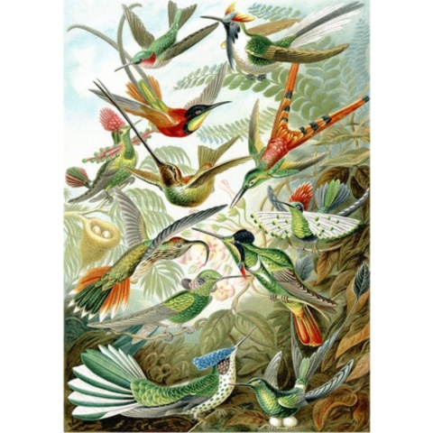 Plakat Rajskie ptaki 60x84, aut. E. Haeckel A1