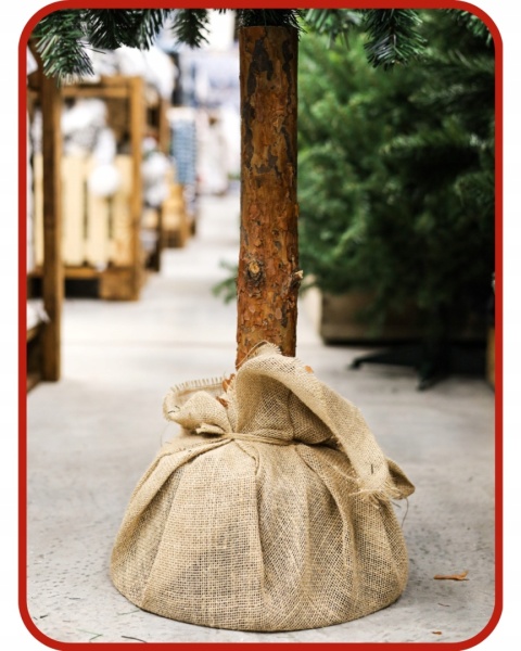 CHOINKA NA PNIU 1,80M