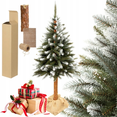 Choinka Świerk Diamentowy na Pniu 180cm /BA