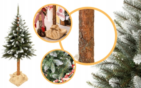 Choinka Świerk Diamentowy na Pniu 180cm /BA