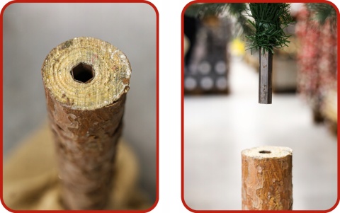 Choinka Świerk Diamentowy na Pniu 180cm /BA