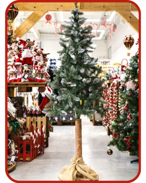 Choinka Świerk Diamentowy na Pniu 180cm /BA