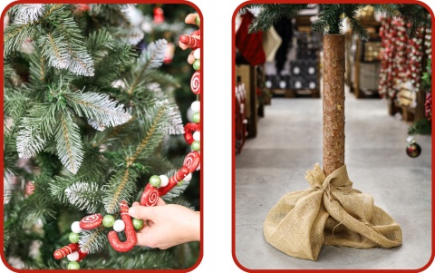 Choinka Świerk Diamentowy na Pniu 180cm /BA