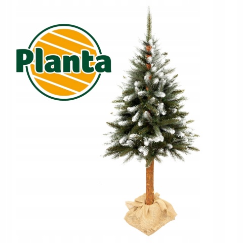 Choinka Świerk Diamentowy na Pniu 180cm /BA