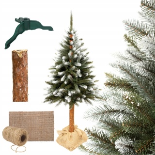 Choinka Świerk Diamentowy na Pniu 220cm /BA